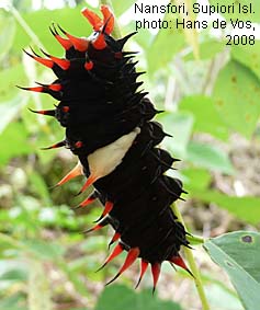Surapampu Insect Papua Insects Foundation (Lepidoptera/Papilionidae/Ornithoptera priamus)
